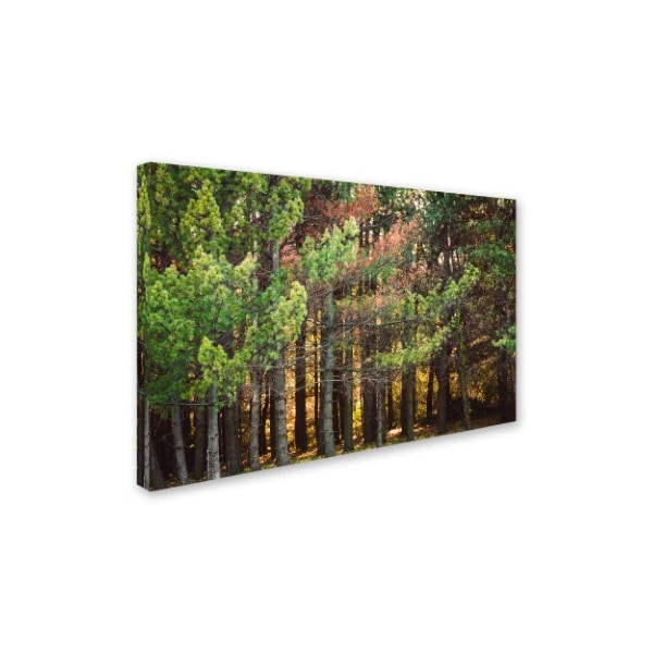 Jason Shaffer 'Summer Tree Line' Canvas Art,12x19